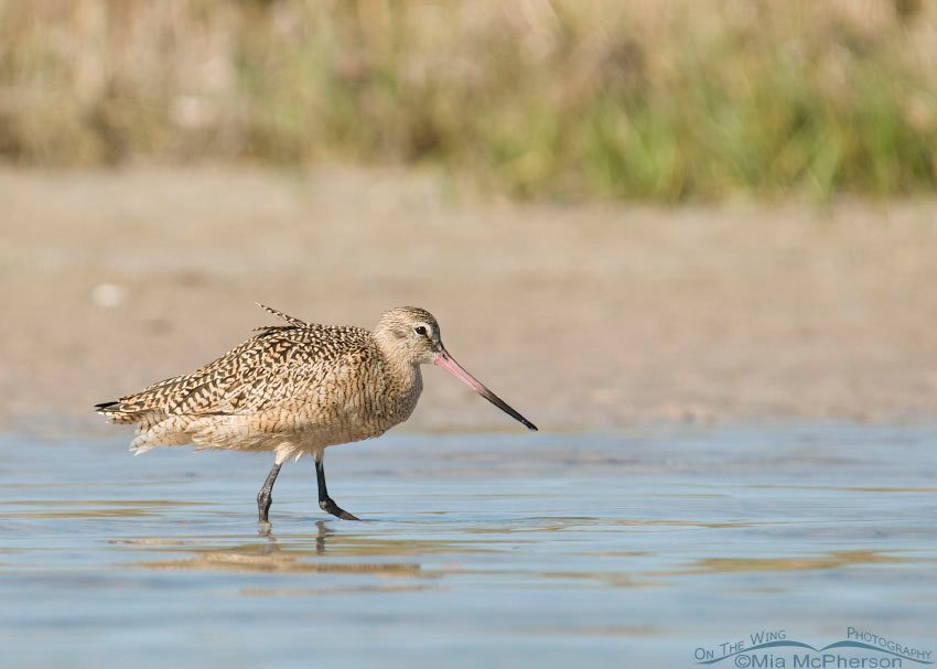 Marbled Godwit on the marsh edge at Fort De Soto County Park, Pinellas County, Florida