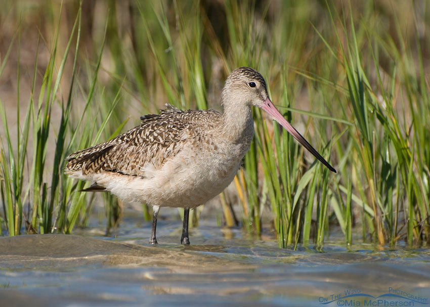 Marbled Godwit with Spartina, Fort De Soto County Park, Pinellas County, Florida