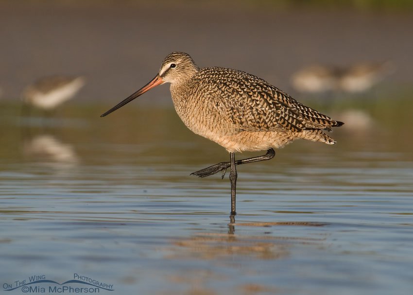 Marbled Godwit standing out from the crowd, Fort De Soto County Park, Pinellas County, Florida