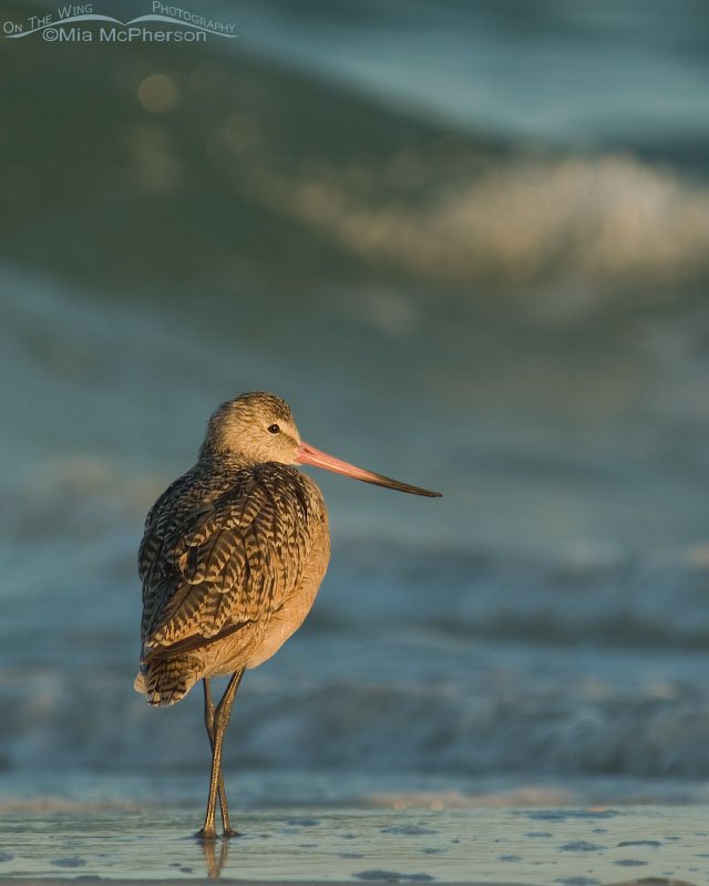 Marbled Godwit - Serenity, Fort De Soto County Park, Pinellas County, Florida