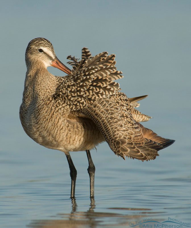 Marbled Godwit preening in a tidal lagoon at Fort De Soto County Park, Pinellas County, Florida