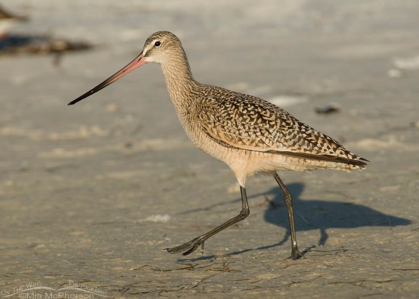Marbled Godwit trying to sneak by, Fort De Soto County Park, Pinellas County, Florida