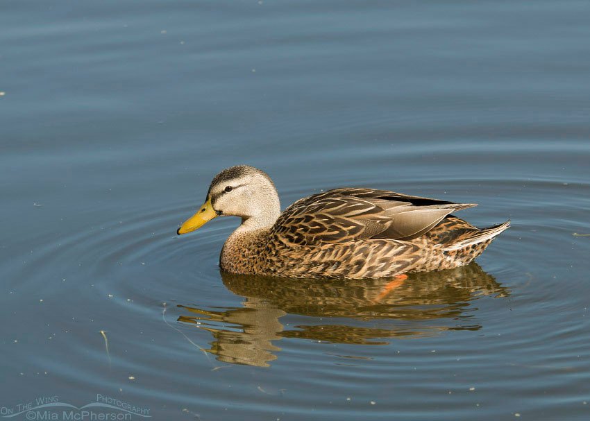 Mottled Duck at Lake Seminole, Lake Seminole Park, Pinellas County, Florida