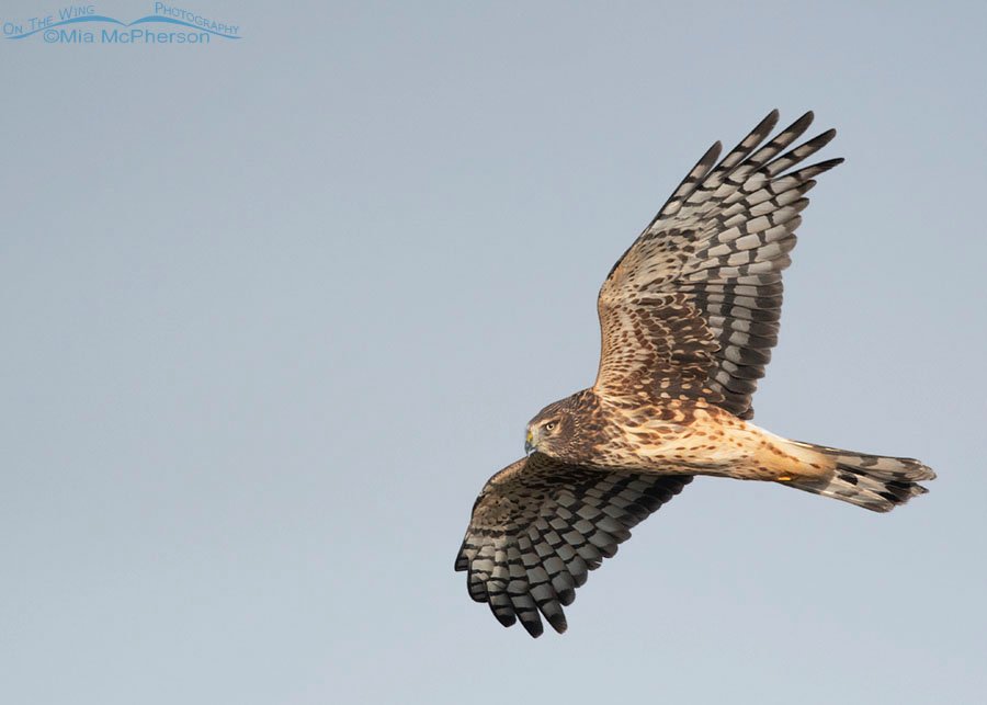 Adult female Northern Harrier fly by over the marsh at Farmington Bay WMA, Davis County, Utah