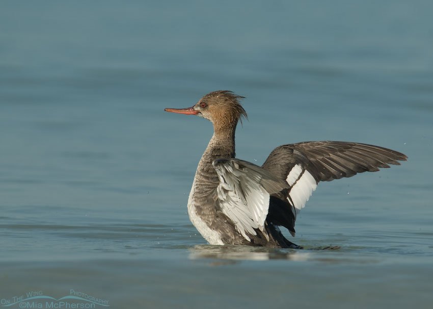 Red-breasted Merganser drake in eclipse plumage on the Gulf of Mexico, Fort De Soto County Park, Pinellas County, Florida