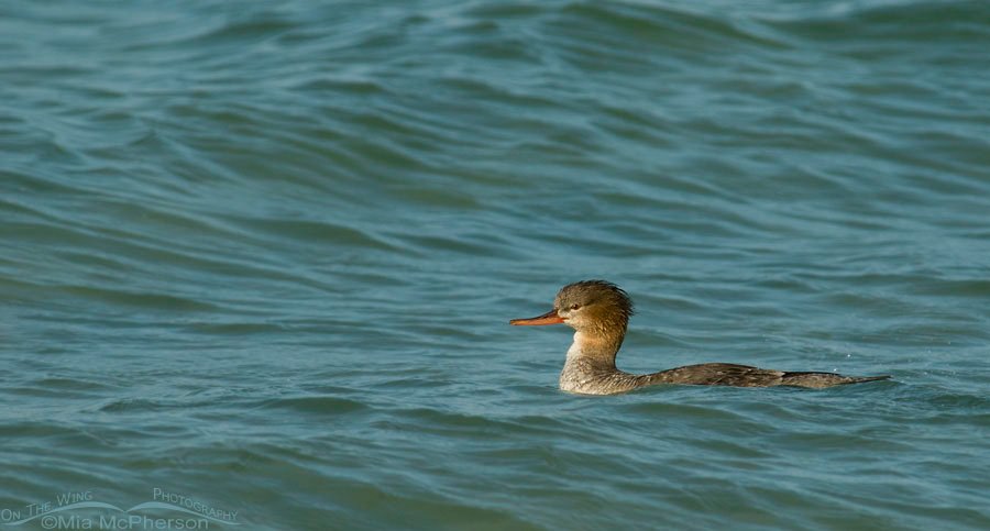 Red-breasted Merganser swimming along the coast of Florida, Fort De Soto County Park, Pinellas County