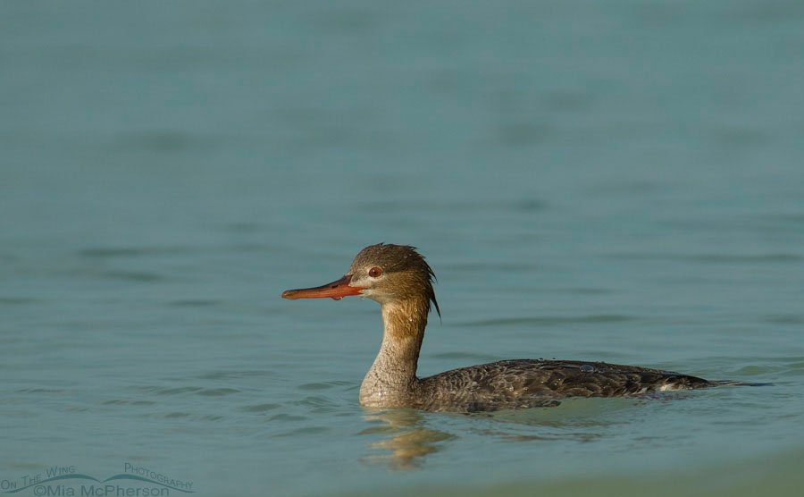 Red-breasted Merganser in the morning, Fort De Soto County Park, Florida
