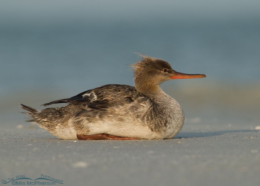 Resting Red-breasted Merganser photographed on the shoreline of the Gulf of Mexico at the north beach of Fort De Soto County Park, Florida