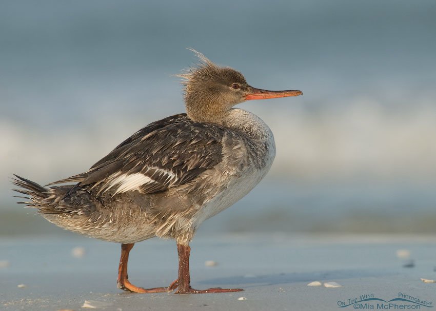 Standing Red-breasted Merganser, Fort De Soto County Park, Pinellas County, Florida