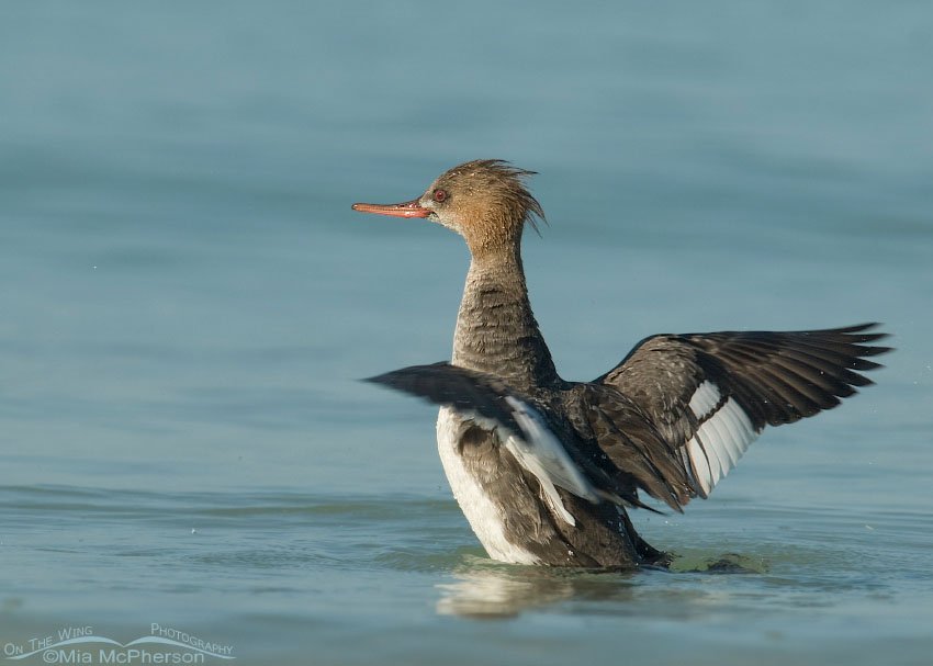 Red-breasted Merganser wing flap, Fort De Soto County Park, Pinellas County, Florida