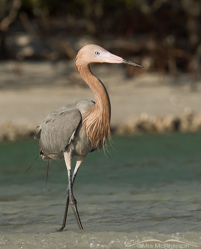 Reddish Egret in breeding plumage on the north beach of Fort De Soto County Park, Florida
