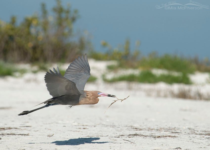 Dark morph Reddish Egret in flight with nesting material, Fort De Soto County Park, Pinellas County, Florida