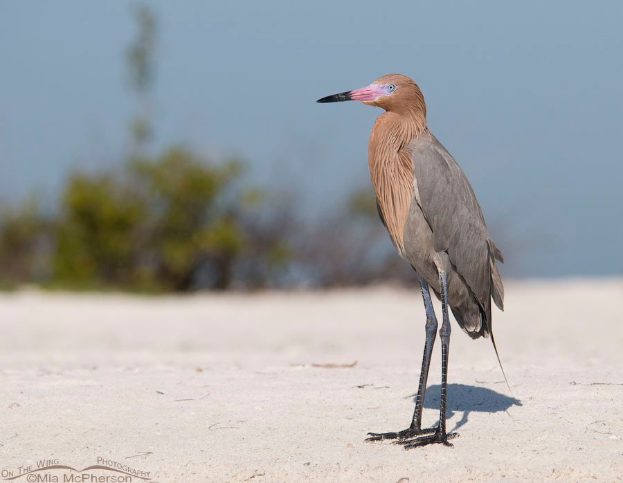 Adult dark morph Reddish Egret resting on a sandy beach, Fort De Soto County Park, Pinellas County, Florida