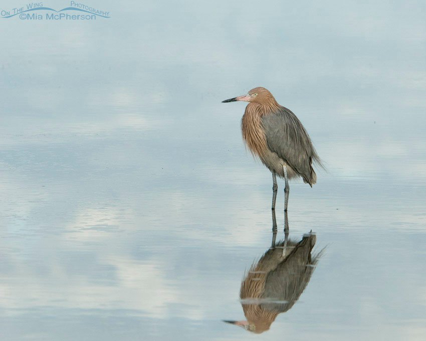 Reddish Egret in a still lagoon, Fort De Soto County Park, Pinellas County, Florida