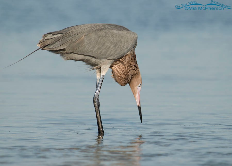 Dark morph Reddish Egret staring at the water of a lagoon, Fort De Soto County Park, Pinellas County, Florida