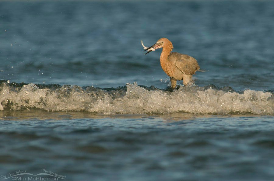 Reddish Egret in the waves with prey, Fort De Soto County Park, Pinellas County, Florida