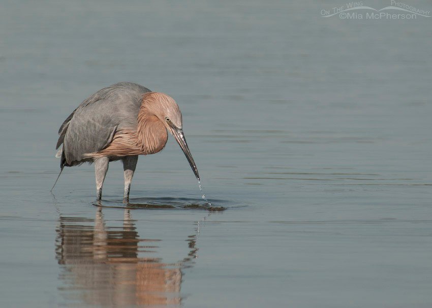 Fishing Reddish Egret, Fort De Soto County Park, Pinellas County, Florida