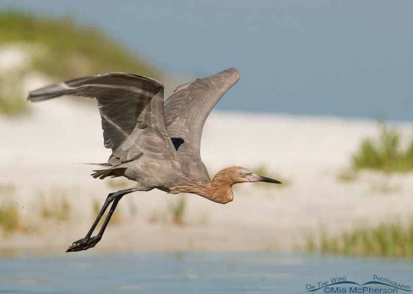 Reddish Egret in flight over a lagoon by the dunes, Fort De Soto County Park, Pinellas County, Florida
