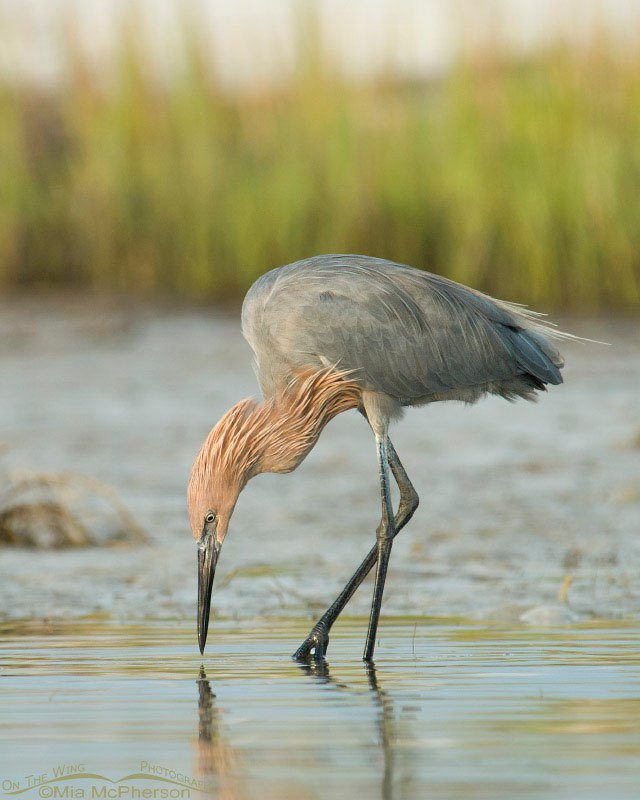 Staring Reddish Egret, Fort De Soto County Park, Pinellas County, Florida