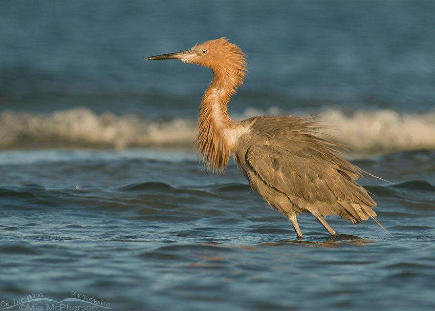 Ruffled Reddish Egret in the Gulf, Fort De Soto County Park, Pinellas County, Florida