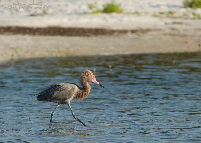 Dark Morph Reddish Egret all fluffed up, Fort De Soto County Park, Pinellas County, Florida