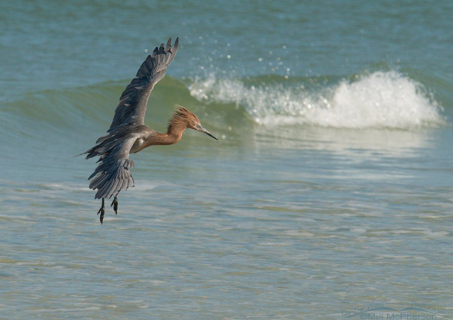 Landing dark morph Reddish Egret, Fort De Soto County Park, Pinellas County, Florida