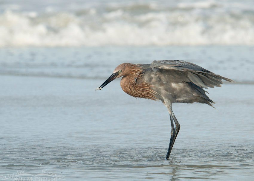 Reddish Egret with a tiny fish, Fort De Soto County Park, Pinellas County, Florida