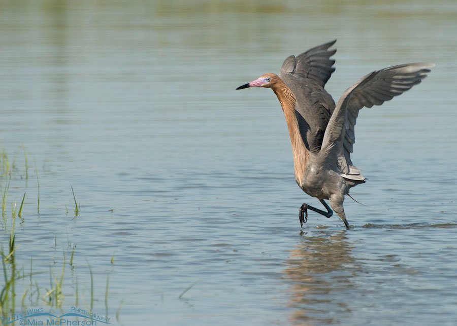 Dark morph Reddish Egret running through water, Fort De Soto County Park, Pinellas County, Florida