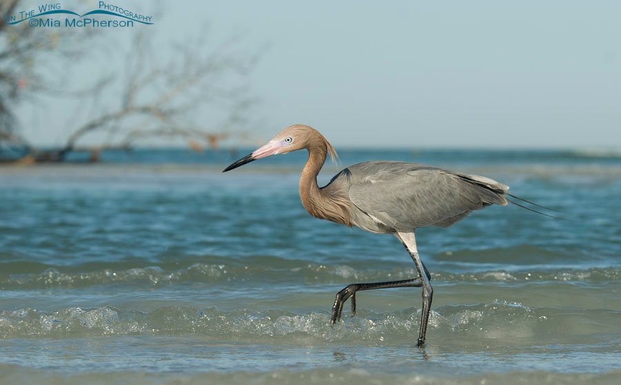 Reddish Egret hunting along the Gulf Coast, Fort De Soto County Park, Pinellas County, Florida