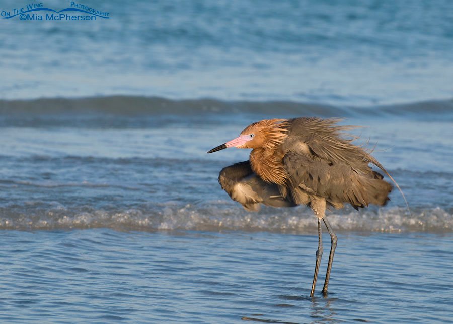 Fluffy dark morph Reddish Egret on the Gulf, Fort De Soto County Park, Pinellas County, Florida