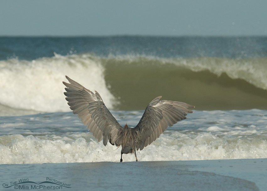 Reddish Egret in front of the waves, Fort De Soto County Park, Pinellas County, Florida