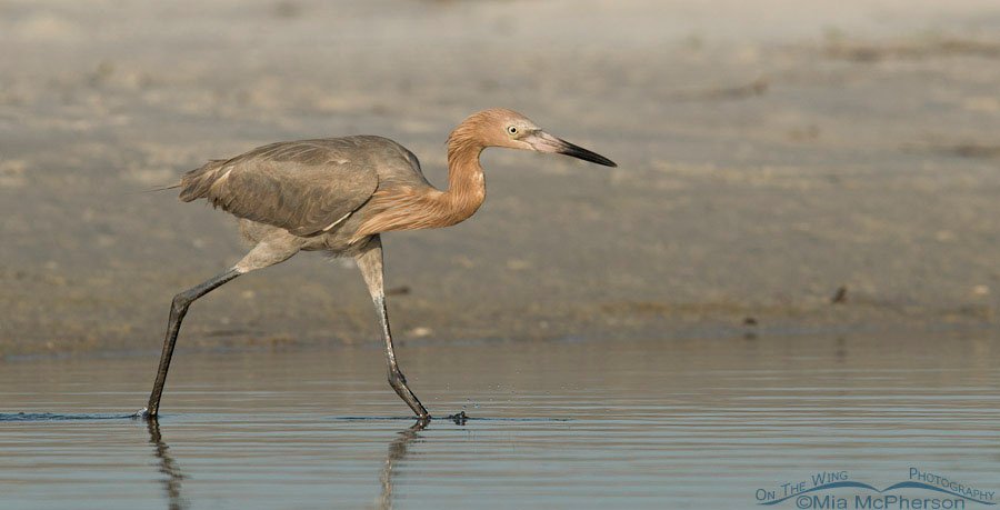 Reddish Egret dark morph hunting in the shallows, Fort De Soto County Park, Pinellas County, Florida