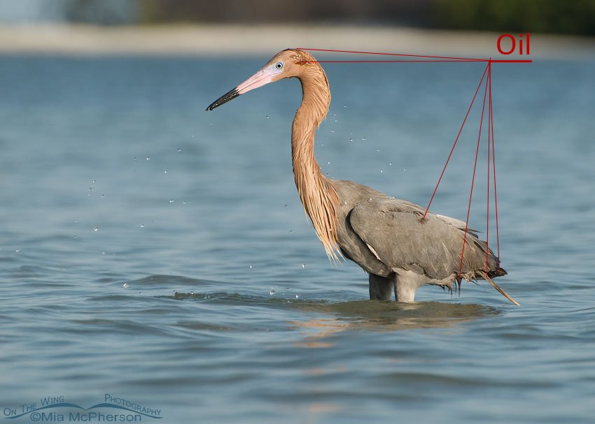 Pointing to the oil on a Reddish Egret, Fort De Soto County Park, Pinellas County, Florida
