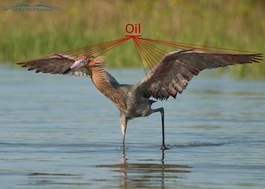 A different view of the Oil on the Reddish Egret, Fort De Soto County Park, Pinellas County, Florida