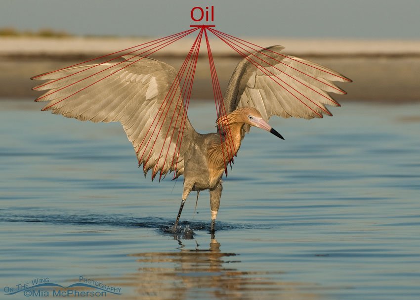 The same Reddish Egret a week later, Fort De Soto County Park, Pinellas County, Florida