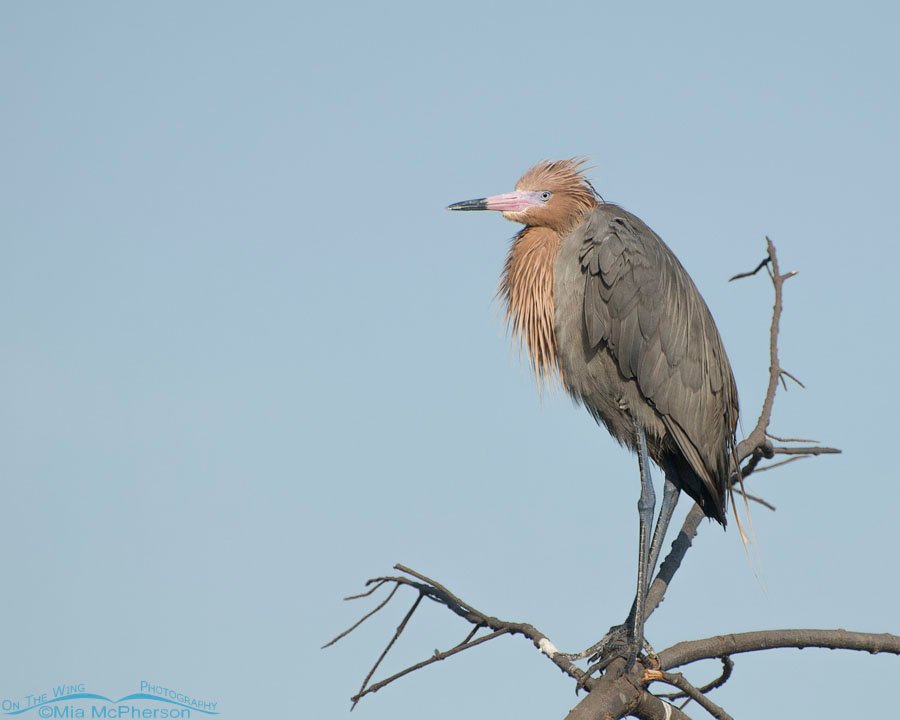 Dark morph Reddish Egret in a snag, Fort De Soto County Park, Pinellas County, Florida