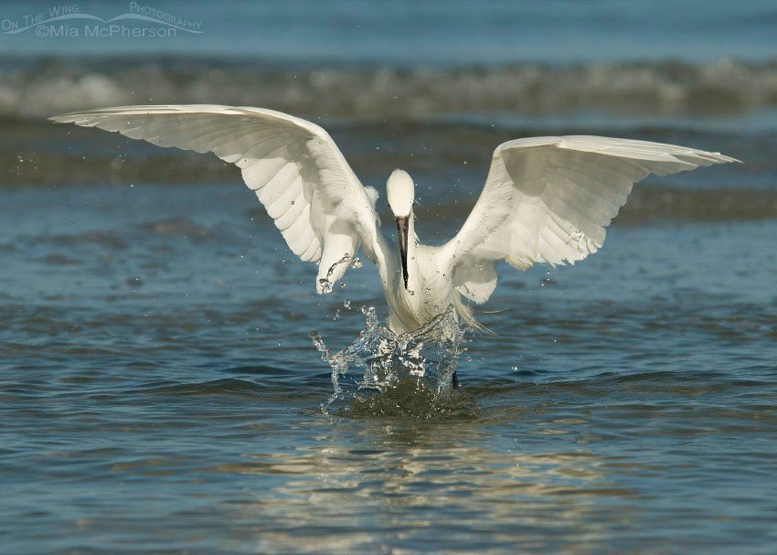 White morph Reddish Egret after missed attempt for prey, Fort De Soto County Park, Pinellas County, Florida
