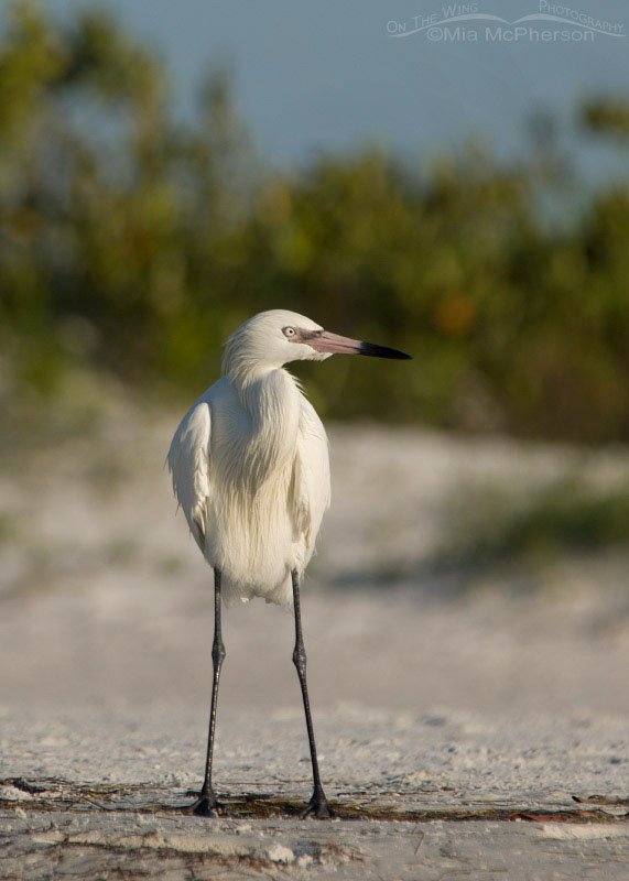 White Morph Reddish Egret in the sand dunes, Fort De Soto County Park, Pinellas County, Florida