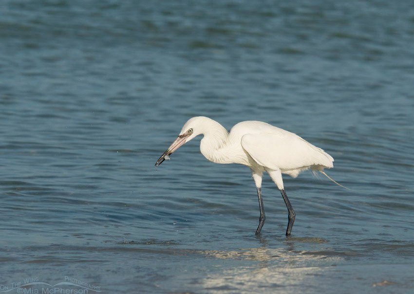 White Morph Reddish Egret with catch, Fort De Soto County Park, Pinellas County, Florida