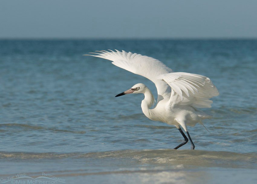 White Morph Reddish Egret with wings spread, Fort De Soto County Park, Pinellas County, Florida