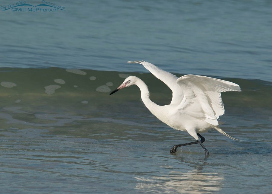 White morph Reddish Egret in the waves of the Gulf of Mexico, Fort De Soto County Park, Pinellas County, Florida