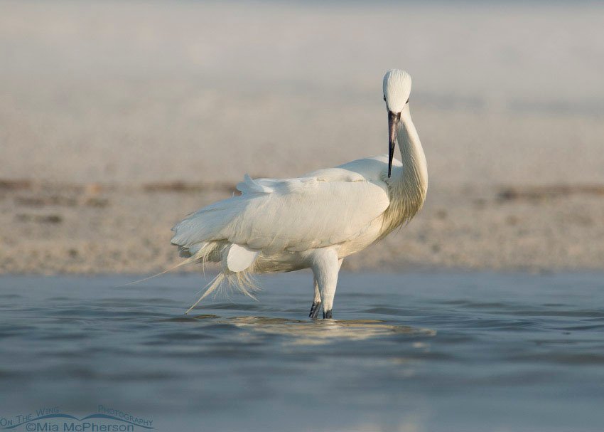 White morph Reddish Egret head on, Fort De Soto County Park, Pinellas County, Florida