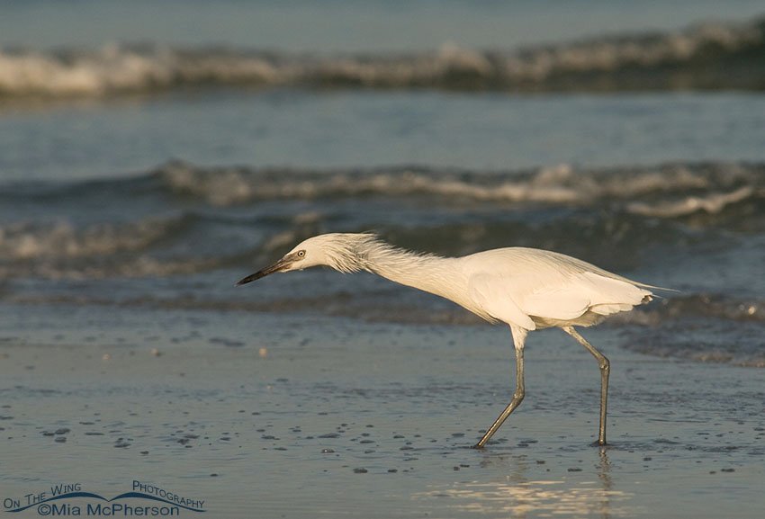 White morph Reddish Egret hunting, Fort De Soto County Park, Pinellas County, Florida