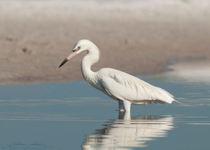 White morph Reddish Egret in a tidal pool, Fort De Soto County Park, Pinellas County, Florida