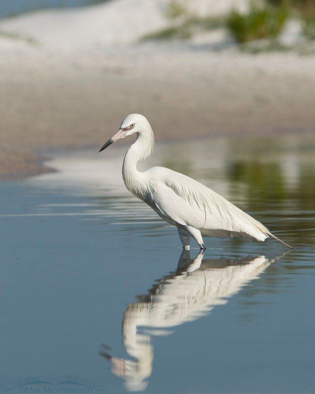 White morph Reddish Egret in a tidal pool with dunes, Fort De Soto County Park, Pinellas County, Florida