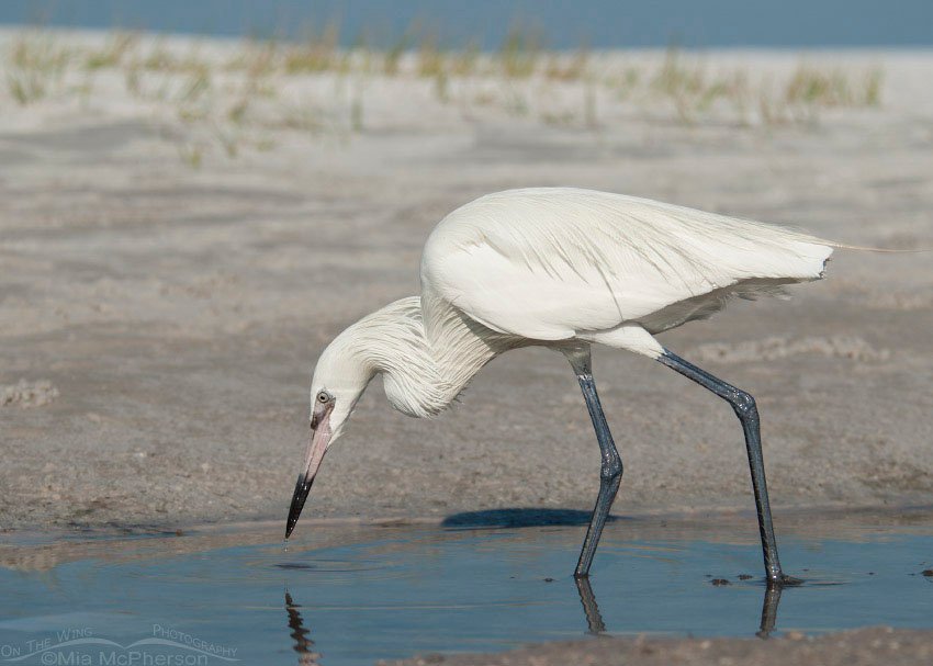 White morph Reddish Egret up close, Fort De Soto County Park, Pinellas County, Florida