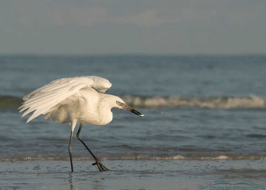 White morph Reddish Egret after catching a small fish, Fort De Soto County Park, Pinellas County, Florida
