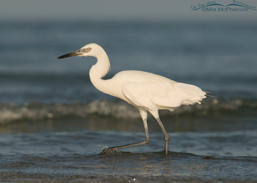 White morph Reddish Egret walking past at the edge of the Gulf, Fort De Soto County Park, Pinellas County, Florida