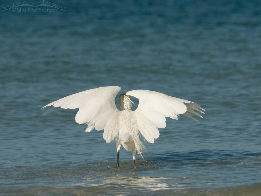 White morph Reddish Egret umbrella pose, Fort De Soto County Park, Pinellas County, Florida