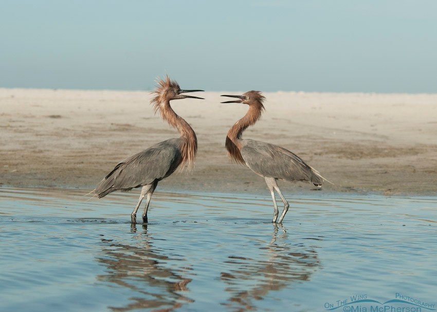 Fighting Reddish Egrets, Fort De Soto County Park, Pinellas County, Florida
